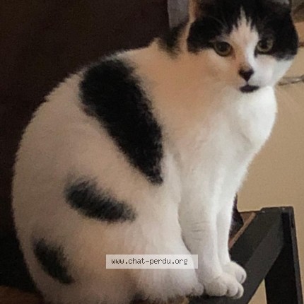 Photo of a cat found in Nantes
