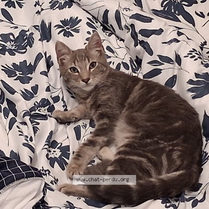 Photo of a cat found in Montlucon