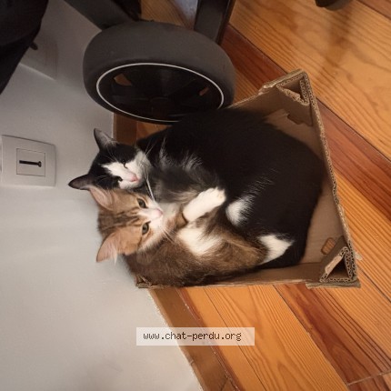Photo of a cat found in Pau