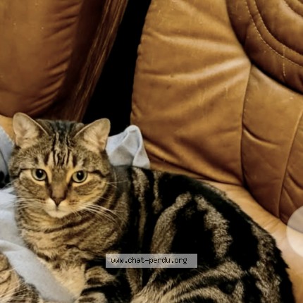 Photo of a cat found in Wittenheim