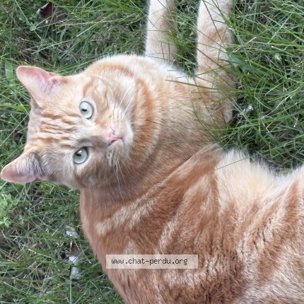 Photo 1/1 Arthur Cat lost in Trois Rivieres