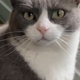 Madame chat
