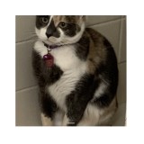 lola