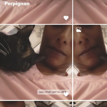 Photo of a cat found in Perpignan