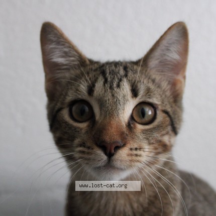 Photo 1/1 tigger Cat lost in Phoenix