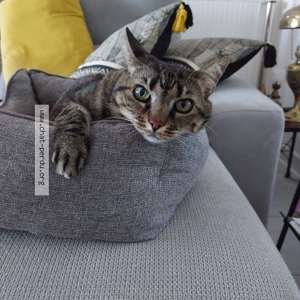 Photo of a cat found in Oeyreluy