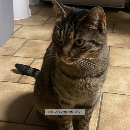 Foto 1/1 Tara Kat vermist in Cheratte