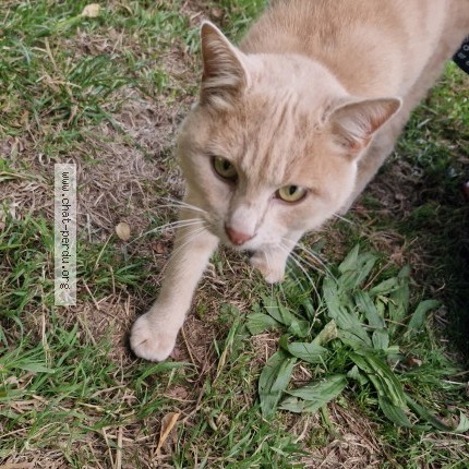 Photo of a cat found in Gavray