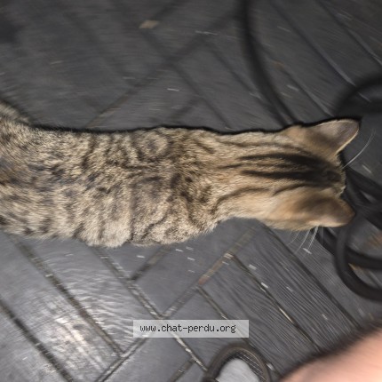 Photo 1/1 Found cat Found in Dorval