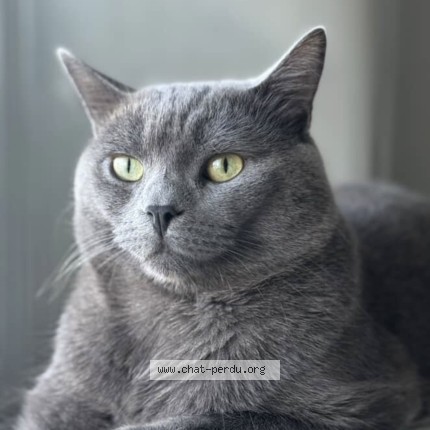 Photo 1/1 Rayo Cat lost in Laval