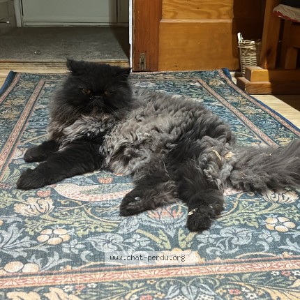 Photo 1/1 Found cat Found in Montreal