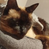 Maurice
