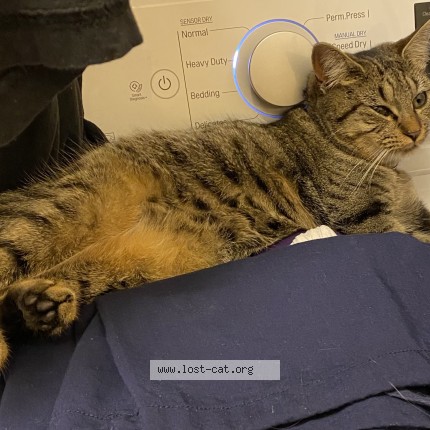 Photo 1/1 sprinkles Cat lost in Dallas