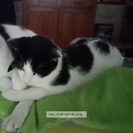 Photo of a cat found in Roubaix