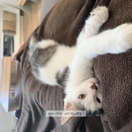 Photo of a cat found in Lugon Et L Ile Du Carnay