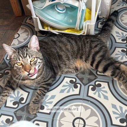 Foto 1/1 Kat teruggevonden Vermist in Braine Le Comte