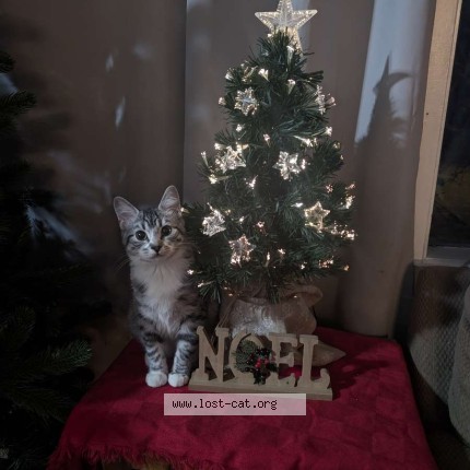 Photo 1/1 Spider Cat lost in Innisfail