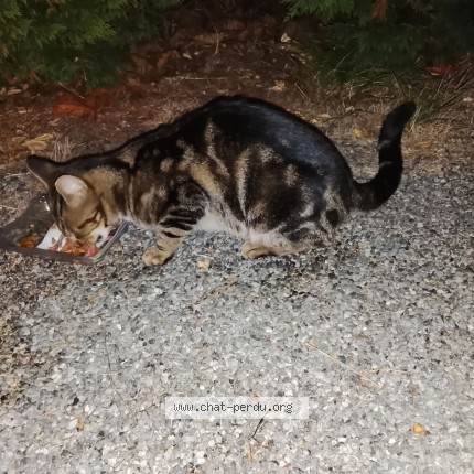 Photo of a cat found in Bretignolles Sur Mer