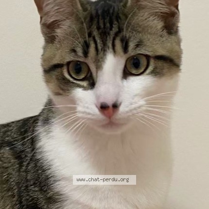 Photo of a cat found in Cognac
