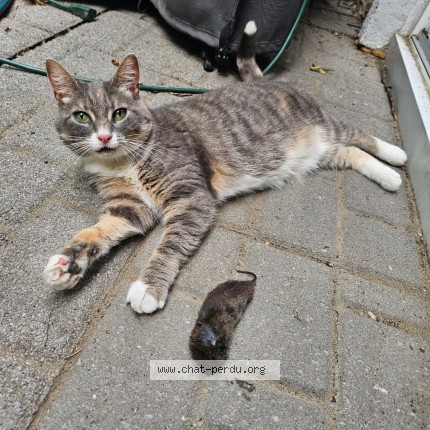 Photo 1/1 Croquette Cat lost in Lefebvre