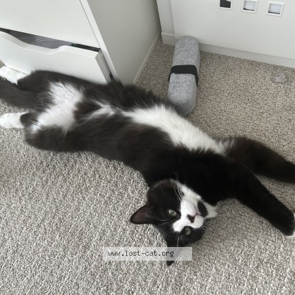 Photo 1/1 Remy Cat lost in Stittsville