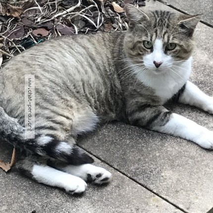 Picture of cat found at Blous