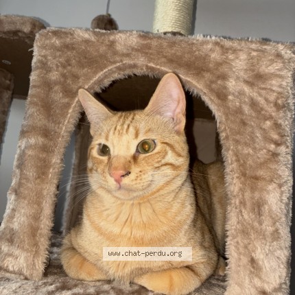 Photo of a cat found in Marseille