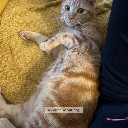 Photo of a cat found in Compiegne