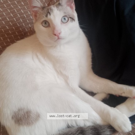 Foto de gato perdido em Carapicuiba