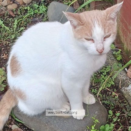 Photo 1/1 spotty Cat lost in Auckland