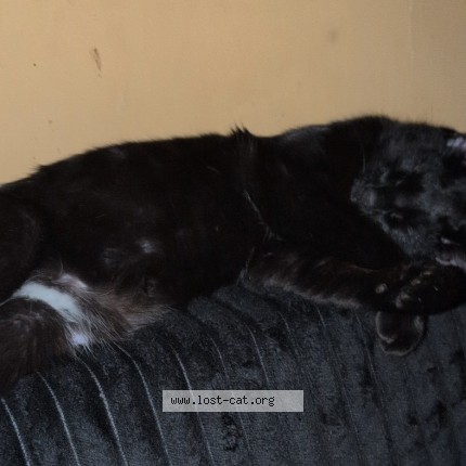 Photo 1/1 shadow Cat lost in Mershon