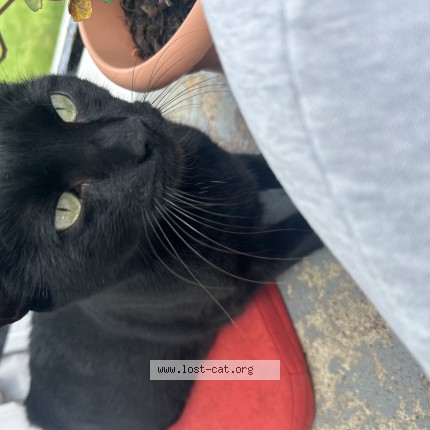 Photo 1/1 shayla Cat lost in Mt Ephraim