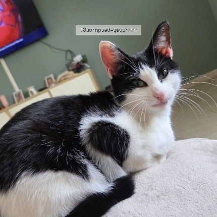 Photo of a cat found in Bauge En Anjou