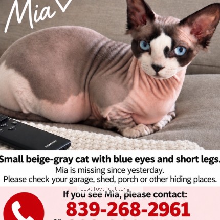 Photo 1/1 Mia Cat lost in Lexington