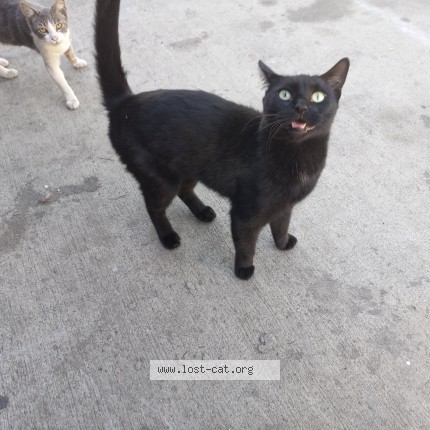 Photo 1/1 jacky Cat lost in Long Beach