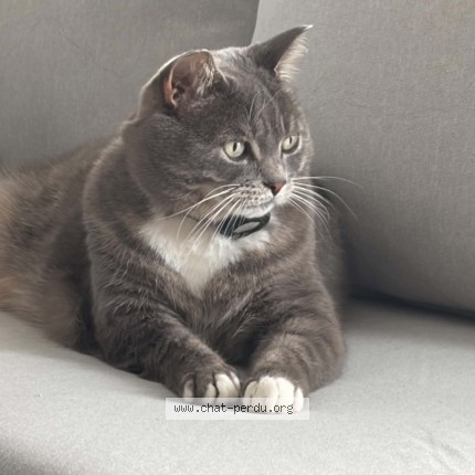 Photo 1/1 Wellz Cat lost in Berry