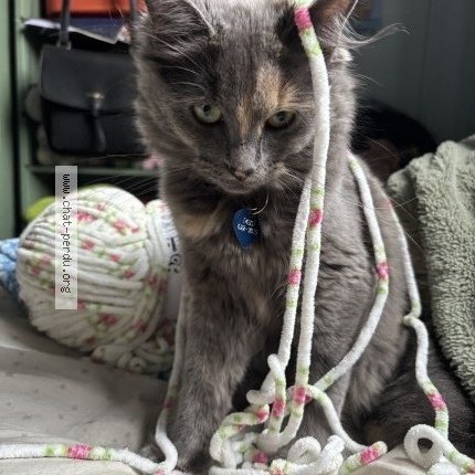 Photo of a cat found in Laval