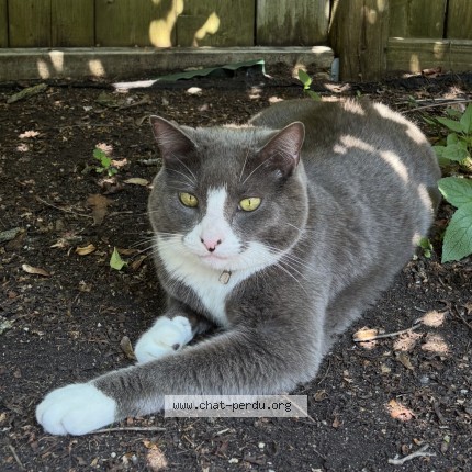 Photo 1/1 tommy Cat lost in Knowlton