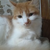 lumi