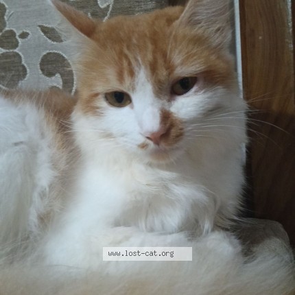 Photo 1/1 lumi Cat lost in Kannur