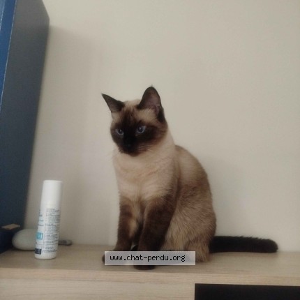 Photo of a cat found in Courbevoie