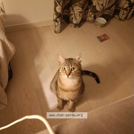 Photo of a cat found in Sullens