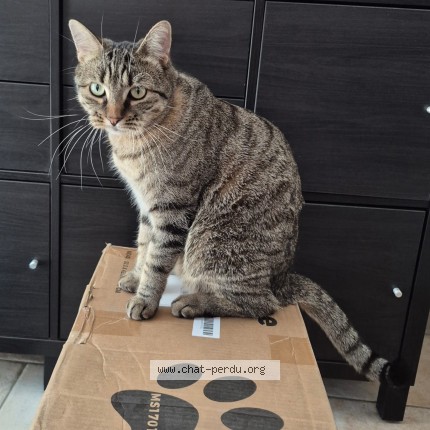 Photo of a cat reunited in Aulnay Sous Bois