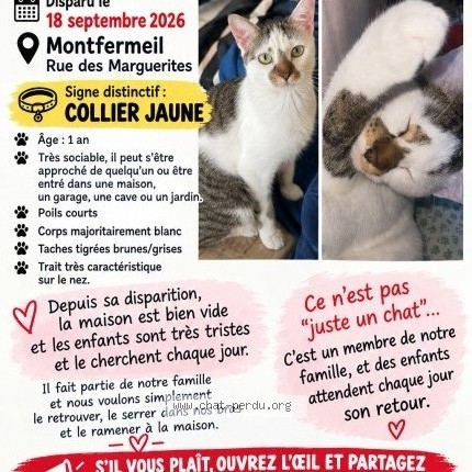 Foto einer wiedergefundenen Katze in Montfermeil