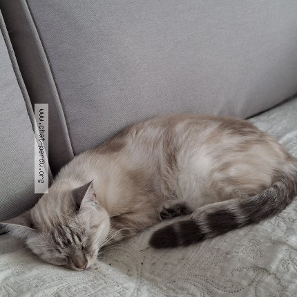 Photo of a cat found in Angers