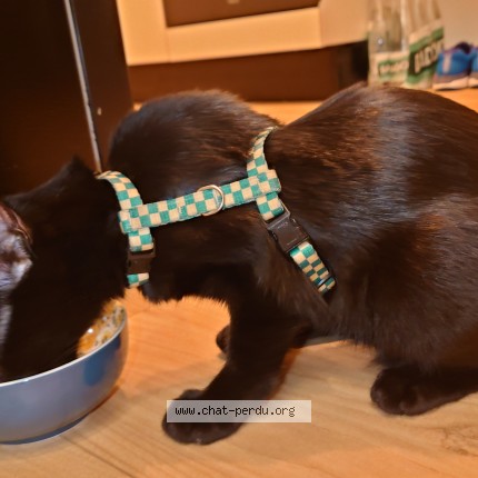 Photo of a cat found in Saint Chamond