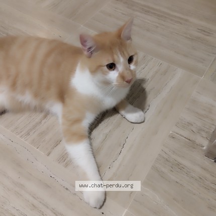 Photo of a cat found in Saint Raphael