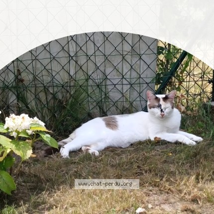 Photo of a cat found in Barsac