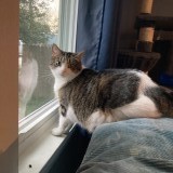 piper