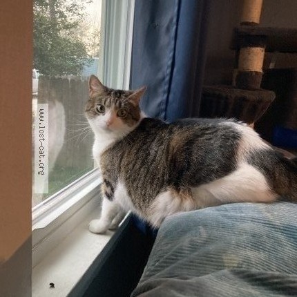 Photo 1/1 piper Cat lost in Clayton